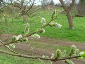 بیدمشک