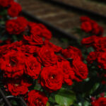 گل سرخ (رز)