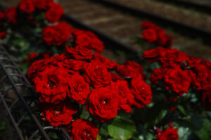 گل سرخ (رز)