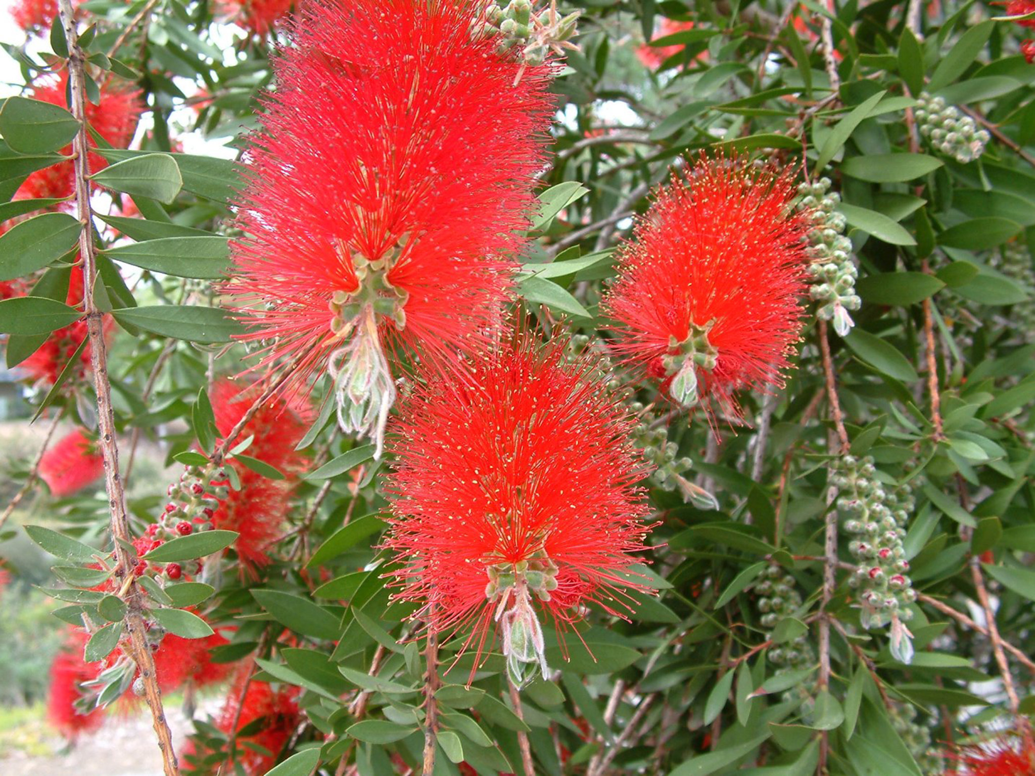 Куфлик Callistemon citrinus