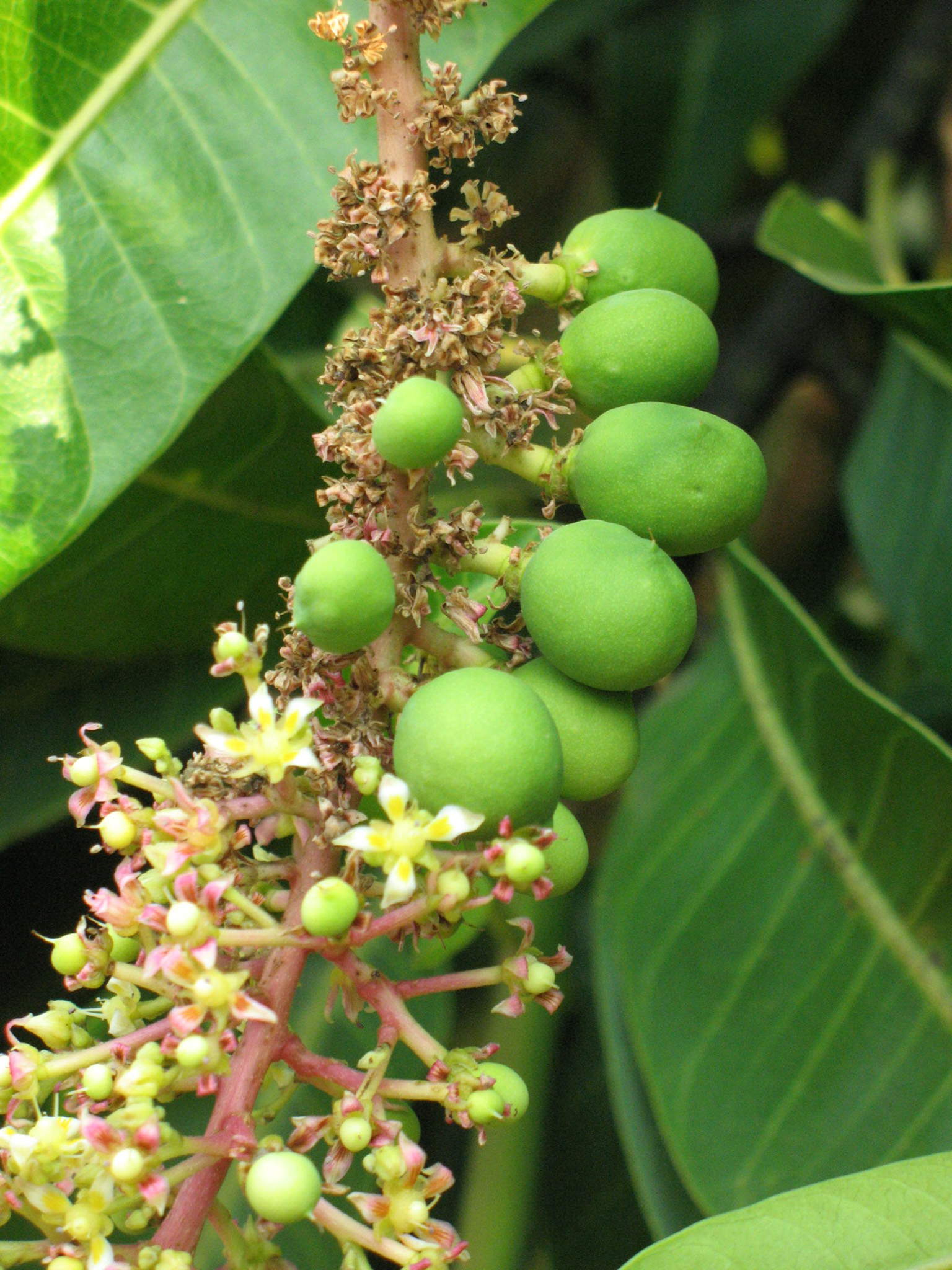 Цветущее дерево манго. Манго цветет. Дерево манго цветет. Манго дерево цветение. Манго индийское растение.