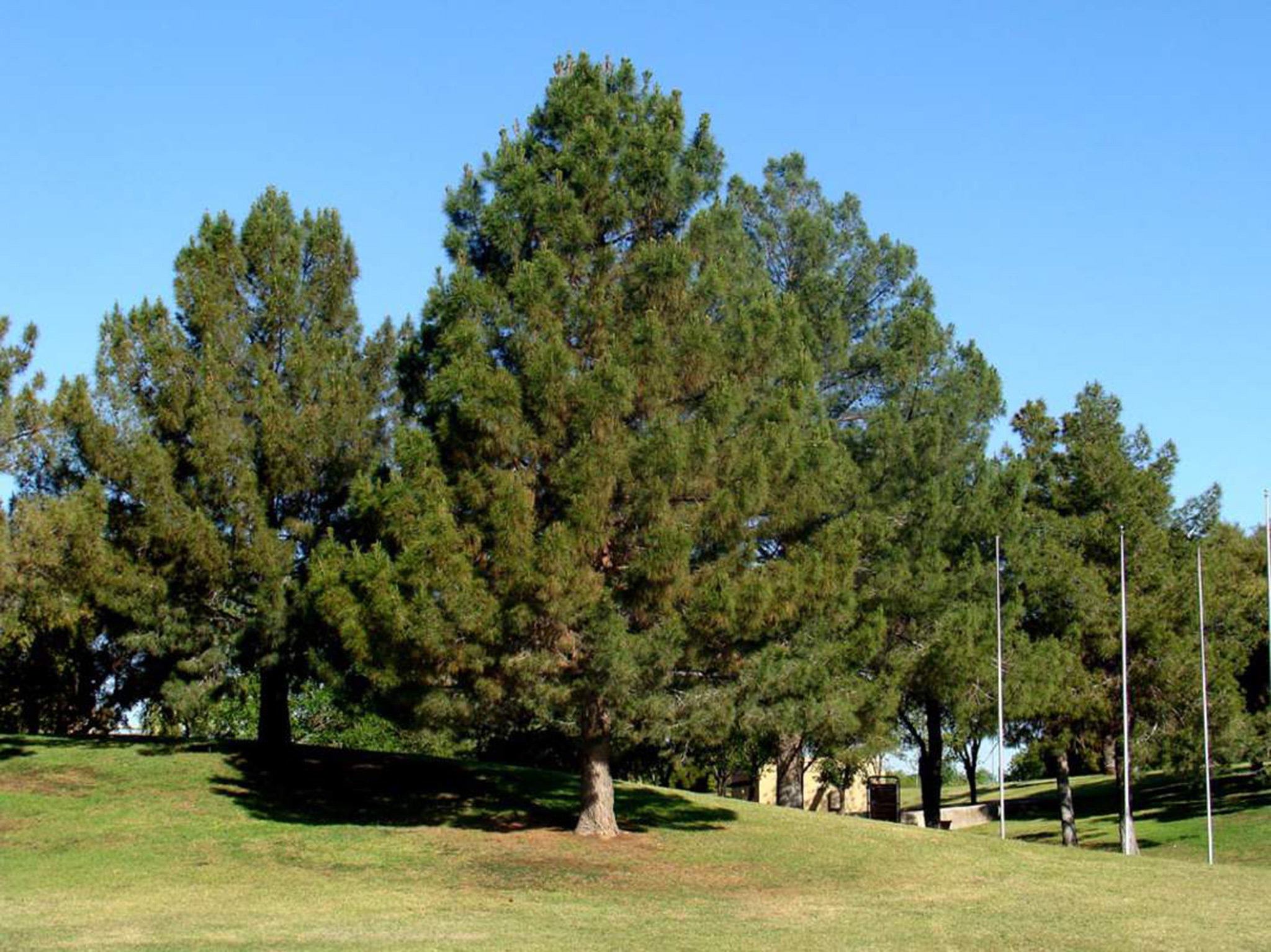 Кедр дерево. Сосна Эльдарская. Сосна Кедровая Pinus Cembra. Pinus Cembra 'compacta glauca'. Сосна Кедровая европейская (кедр Европейский).