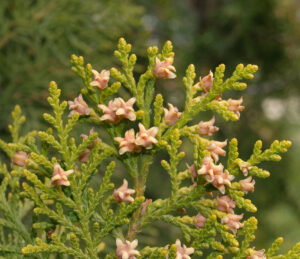 سرو خمره ای