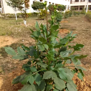 کوکب