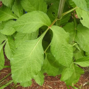 کوکب