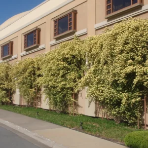 آبشار طلایی