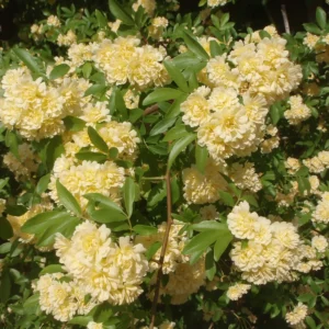 آبشار طلایی