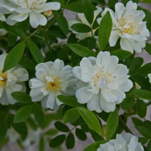 آبشار طلایی