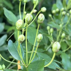 آبشار طلایی