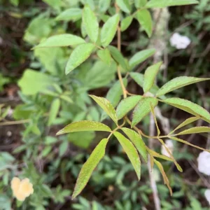 آبشار طلایی