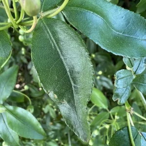 آبشار طلایی