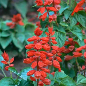 مریم گلی