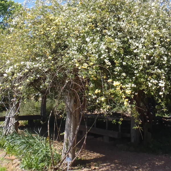 آبشار طلایی